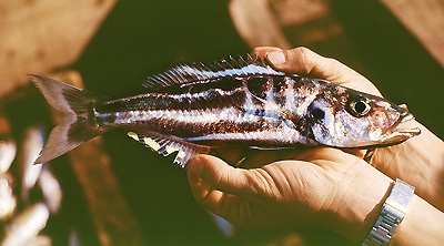 Bathybates leo 'Kasanga'